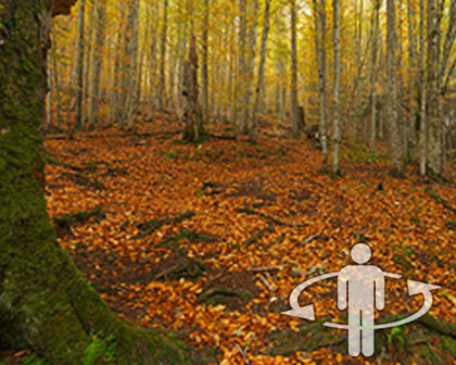 Forest Panorama